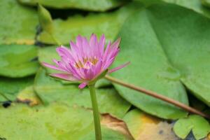 lotus blomma i gammal stad eller muang boran thailand. de vetenskaplig namn för detta vatten lilja är nymphaeaceae. de lotus är också Begagnade som en symbol av liv som representerar renhet foto