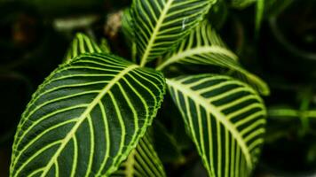 bild av löv från en växt kallad aphelandra squarrosa nees, från de släkte av acanthaceae, eller också känd som zebra växt foto