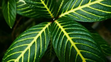 bild av löv från en växt kallad aphelandra squarrosa nees, från de släkte av acanthaceae, eller också känd som zebra växt foto