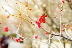 skön röd plommon blomma blomning på träd brunch och suddigt med Sol blossa bakgrund. foto