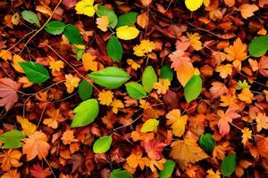 bakgrund med höst färgrik löv foto