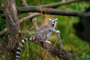 porträtt av ringa tailed lemur foto