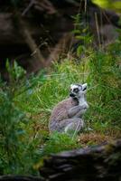 porträtt av ringa tailed lemur foto