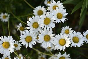 kamomill fält. skön vit kamomill blommor. matricaria recutita. foto