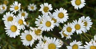 kamomill fält. skön vit kamomill blommor. matricaria recutita. foto