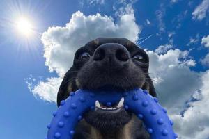 svart hund ansikte med blå leksak, rolig, närbild på himmel bakgrund foto