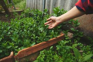 de trädgårdsmästarens kvinna hand rörande de löv av de mynta och pepparmynta växande i en Land trädgård utomhus foto