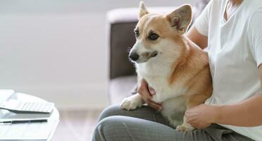 kvinna spelar med henne hund på Hem härlig corgi på soffa i levande rum. foto