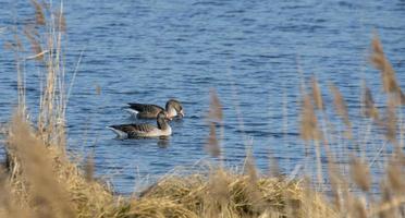 greylag flyter framför brunt vass med gott om textutrymme på en lugn sjö foto