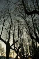 bladlösa träd vinter- foto