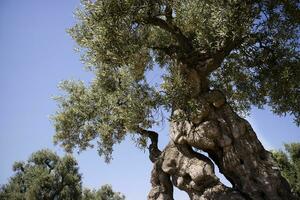 sekulär oliver av Italien foto