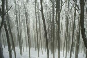 skogen på vintern foto