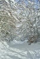 de väg i de snöig skog foto