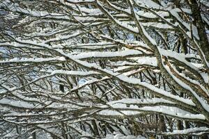 snötäckt träd gren foto