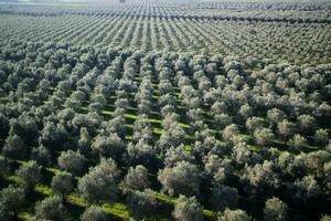 plantage av oliv träd foto