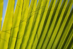 detaljer av de handflatan blad foto