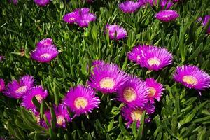 de blomma av de carpobrotus edulis foto