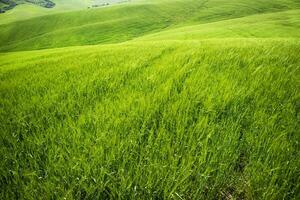 tuscany se av grön vete fält i vår foto