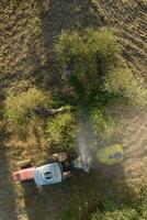 pesticid behandling för ett oliv plantage foto