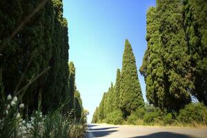 de cypressfodrad aveny ledande till bolgheri Italien foto