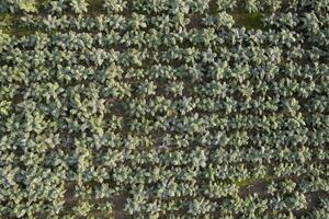 antenn se av en växande puckelrygg tistel vinter- vegetabiliska foto