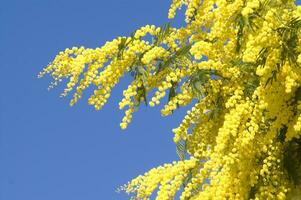 de gul blomma av de mimosa i vår foto