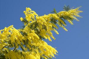 de gul blomma av de mimosa i vår foto