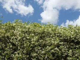 en buske med vit blommor och grön löv foto