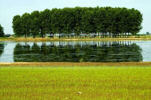 en fält med vatten och gräs i de mitten foto