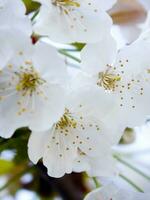 en träd med vit blommor mot en blå himmel foto