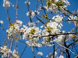 en träd med vit blommor mot en blå himmel foto