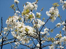 en träd med vit blommor mot en blå himmel foto