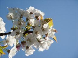 en träd med vit blommor mot en blå himmel foto