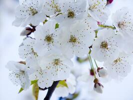 en träd med vit blommor mot en blå himmel foto