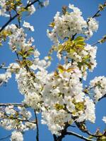 en träd med vit blommor mot en blå himmel foto