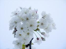 en träd med vit blommor mot en blå himmel foto