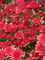 en stor grupp av röd blommor i en trädgård foto