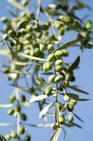 en knippa av grön oliver hängande från en träd foto