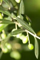 en stänga upp av grön oliver på en träd foto