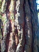 detaljer av en tall skog i de medelhavs område foto