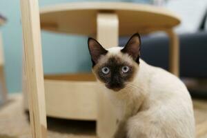 katt brun beige katt. siamese katt vilar på Hem. foto