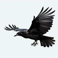 flygande svart kråka isolerat foto