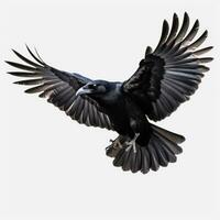 flygande svart kråka isolerat foto