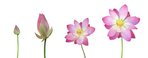 rosa näckros eller lotus växt isolerat på vit bakgrund med klippning stigar. foto