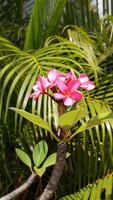 porträtt av röd frangipani blomma eller rosa plumeria blomma med natur bakgrund. foto