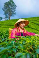 en te blad jordbrukare är skörd te löv medan bär en bambu korg och hatt i de mitten av en te plantage foto