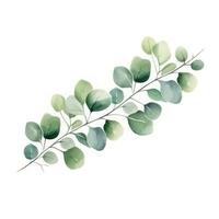 vattenfärg eukalyptus gren isolerat foto