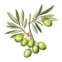 oliv gren isolerat foto