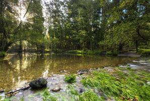 bergflod i skogen vid soluppgång foto