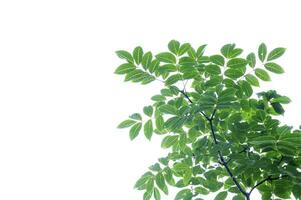gröna blad på vit bakgrund foto